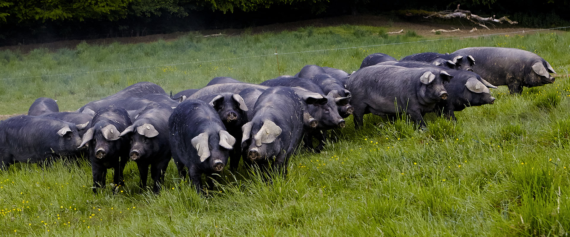 Le Porc Gascon : un cochon d'exception