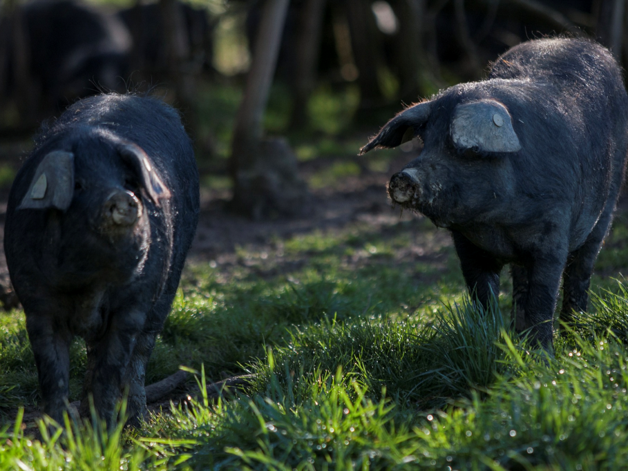Le Porc Gascon : un cochon d'exception